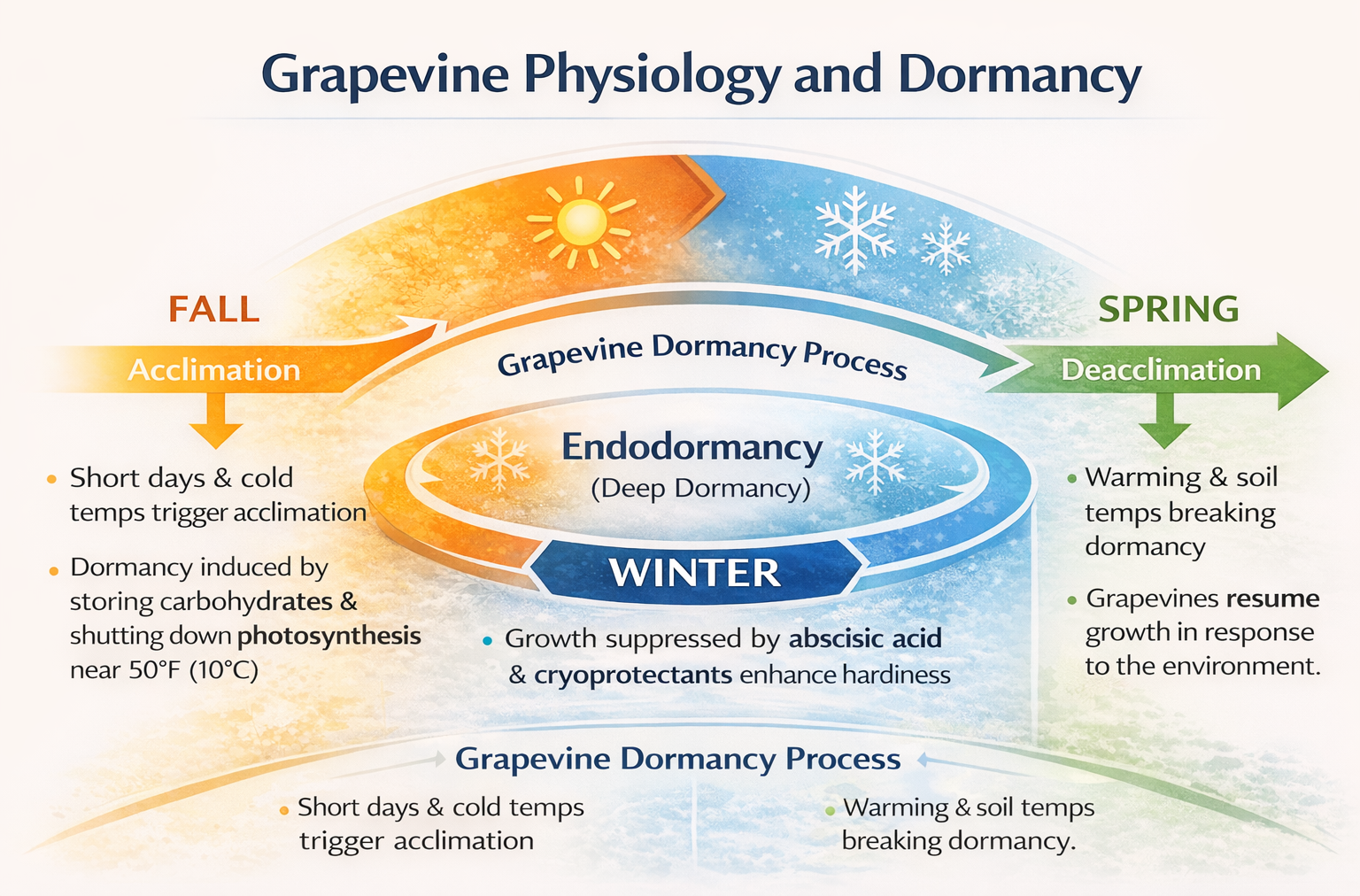 Infographic titled &ldquo;Grapevine Physiology and Dormancy&rdquo; illustrating the seasonal dormancy cycle of grapevines from fall through spring. In fall, short days and cold temperatures trigger acclimation and the onset of dormancy. During winter, vines enter endodormancy (deep dormancy), with growth suppressed by abscisic acid and increased cold hardiness from cryoprotectants. In spring, warming air and soil temperatures lead to deacclimation, breaking dormancy and allowing grapevines to resume growth.